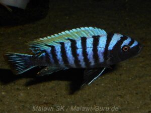 Cynotilapia zebroides 'Luhuchi'